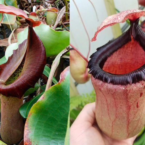 Two Nepenthes truncata d2 x ventricosa x sibuyanensis hybrids show a burgundy curved pitcher on the left and a large ribbed pink pitcher on the right