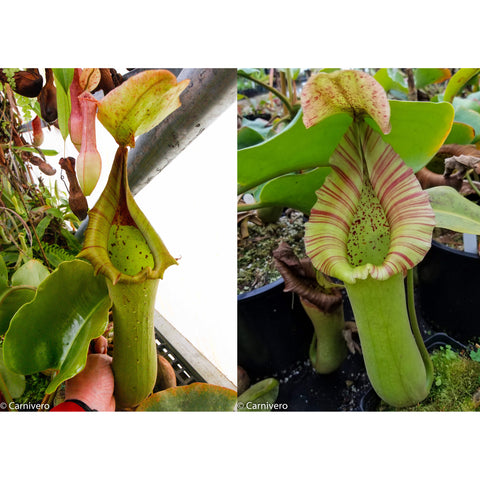 Two Nepenthes truncata JB x truncata striped EP seed pods showing tall green pitchers with red rims