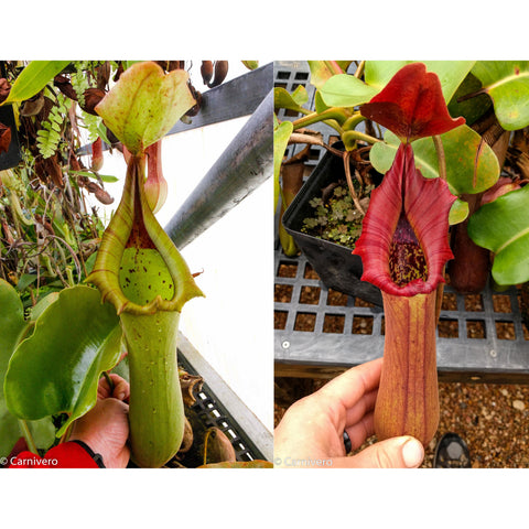 Nepenthes truncata JB x Pasian Red plant with two pitchers; green tubular on left and red funnel on right