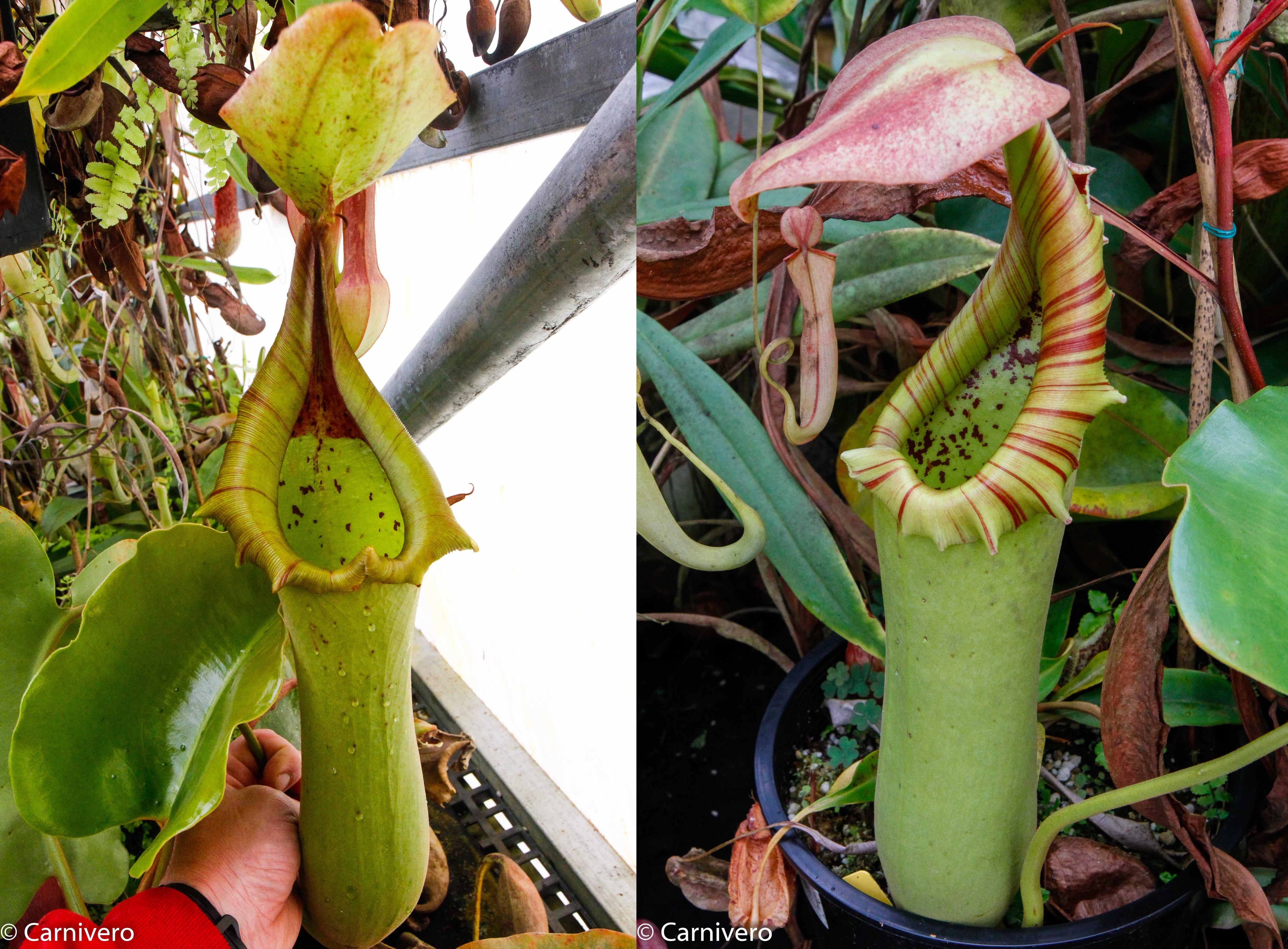 Nepenthes truncata JB x truncata JB, CAR-0473 – Carnivero