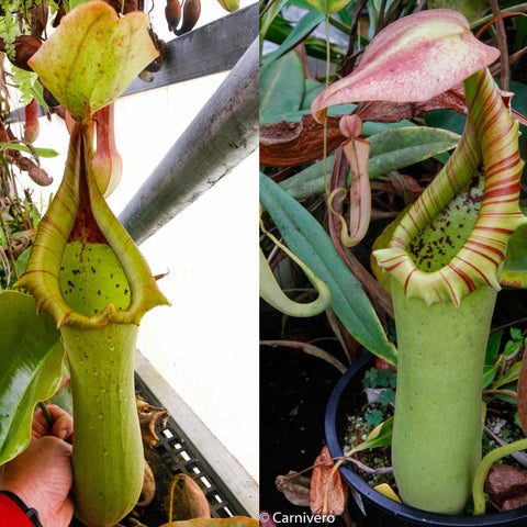 Two photos of Nepenthes truncata JB x truncata JB showing tall green pitchers, one with a pinkish lid and red striped peristome.