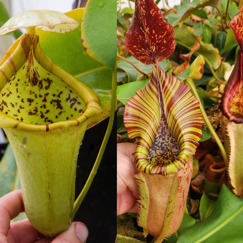 Two Nepenthes seed pods side by side left green hanging pitcher with striped rim right tall red orange pitcher with a ruffled edge
