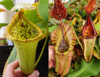 Nepenthes {[(lowii x veitchii) x campanulata] x truncata} x (maxima large x veitchii Candy Red)