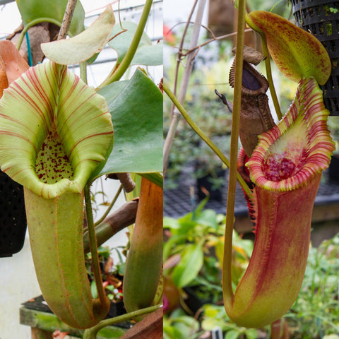 Nepenthes truncata veitchii x Trusmadiensis hybrid seed pods showing a lime green striped interior pitcher and a pink edged yellow ribbed pitcher
