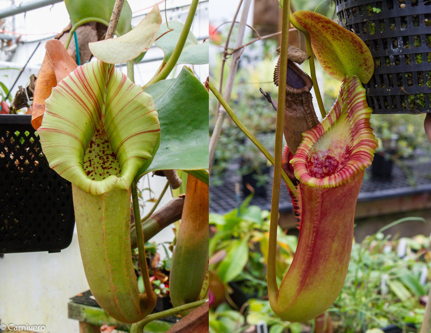 nepenthes plant seeds Nepenthes (truncata x veitchii)-yellow x Trusmadiensis- Seed Pod