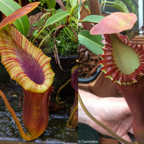 Nepenthes Trusmadiensis BE clone 1 x edwardsiana seed pod with purple pitcher and bright yellow striped peristome