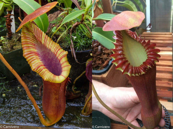 Nepenthes Trusmadiensis BE clone 1 x edwardsiana