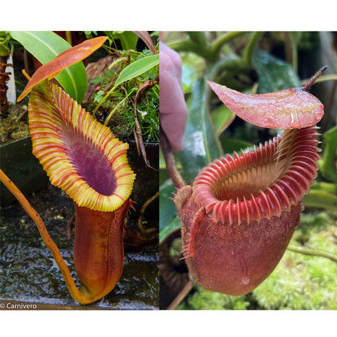 Nepenthes Trusmadiensis BE clone 1 x villosa seed pod showing yellow rimmed peristome and pink interior