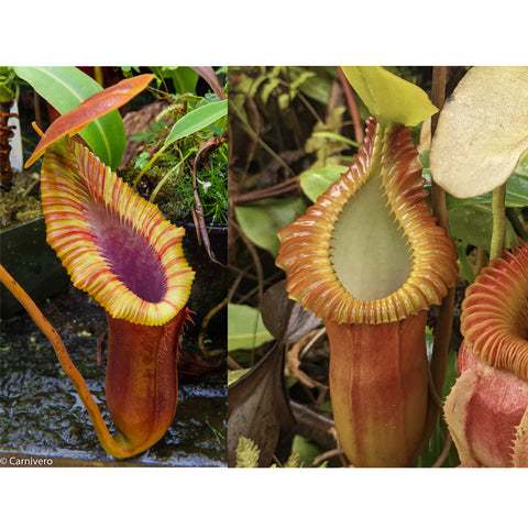 Nepenthes Trusmadiensis BE clone 1 x macrophylla hybrid pitchers with red brown body and pale green interior