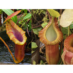 Nepenthes Trusmadiensis BE clone 1 x macrophylla