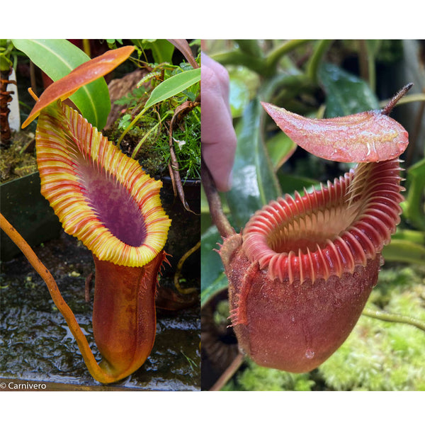 Nepenthes Trusmadiensis BE clone 1 x villosa