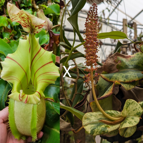 Seed pod of Nepenthes veitchii Thai Bareo Giant x variegated showing a lime striped pitcher on the left and a tall red flower spike on the right.