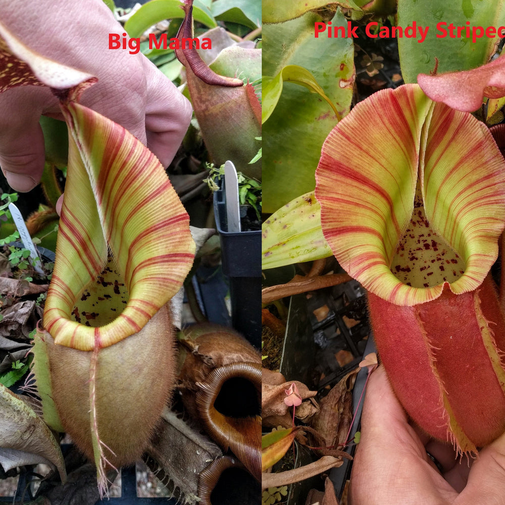 
                      
                         Nepenthes veitchii (k) “Big Mama” x “Pink Candy Cane” large squat striped peristome pitcher, Pitcher plant, carnivorous plant, collectors plant, large pitchers, rare nepenthes, terrarium plant, easy to grow nepenthes, beginner nepenthes, beginner pitcher plants, nepenthes hybrid, veitchii hybrid. 
                      
                    