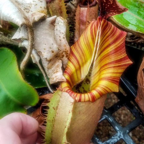 Close-up of Nepenthes veitchii Psychedelic with a yellow striped pitcher among green leaves.