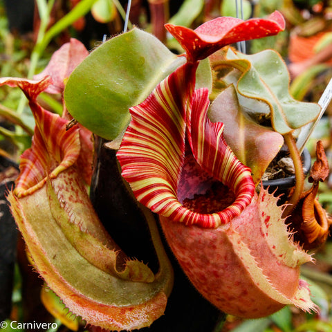 Close up of Nepenthes veitchii Big Mama x allardii striped pitcher plant with red striped rim and green leaves in a pot