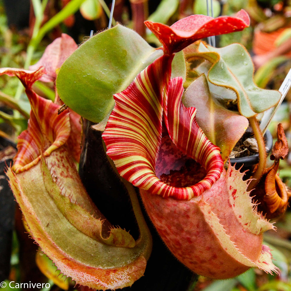 Nepenthes veitchii 