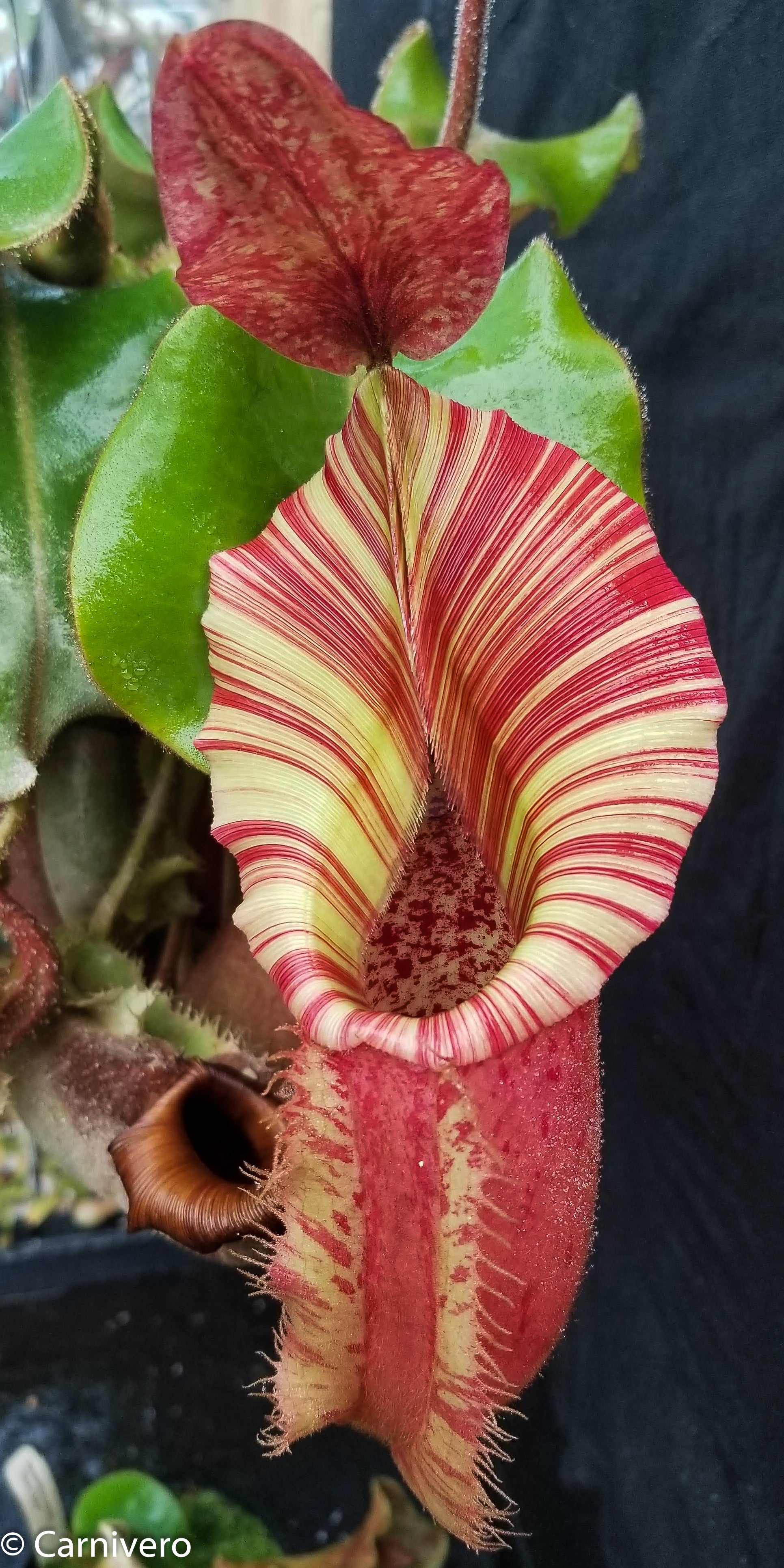 NepenthesVeitchiiXallardiiSELE