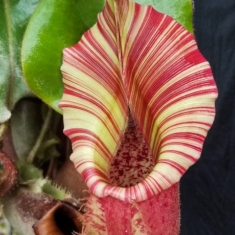 Striped Nepenthes veitchii hybrid pitcher with cream and red bands amid green leaves.