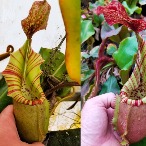 Striped Nepenthes veitchii pitcher with pale green body and red stripes held in a hand