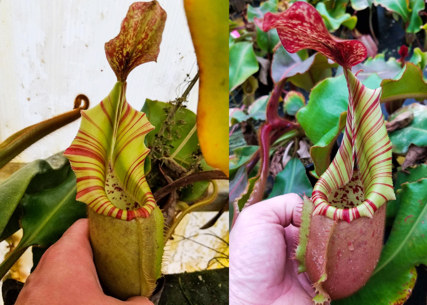 Nepenthes veitchii [(k) x (Murud x Candy) -Striped], CAR-0242 - Exact Plant 12/15/23