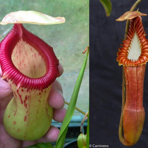 Two view collage of Nepenthes ventricosa Denver x edwardsiana showing a red edged pitcher and a tall orange pitcher with pale interior
