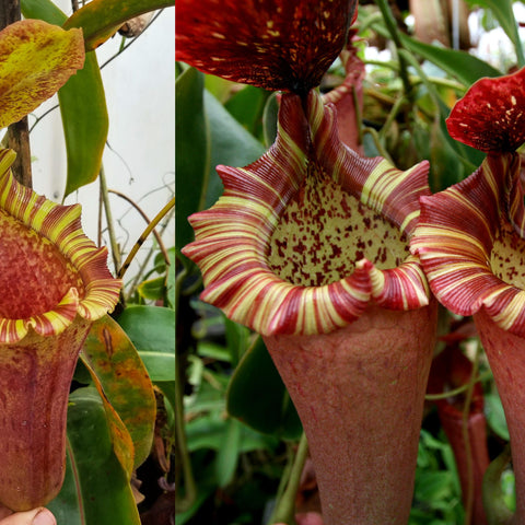 Nepenthes Red Ruffled Song of Melancholy pitchers with striped rims and speckled interiors