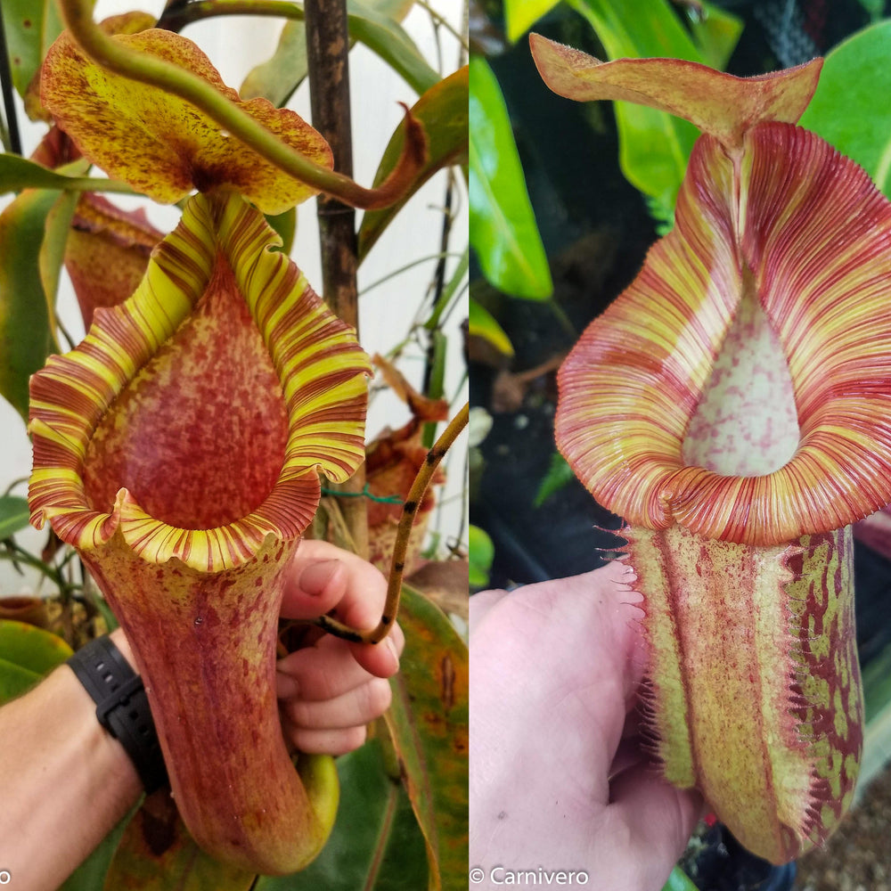 Nepenthes [(lowii x veitchii) x boschiana)] "Red Ruffled" x Redonkulas, CAR-0430