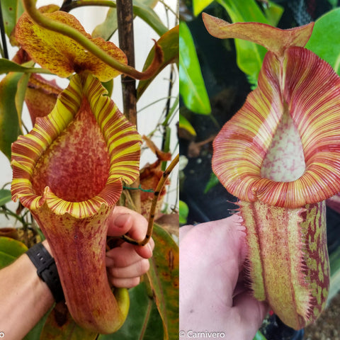 Two view collage of Nepenthes Red Ruffled x Redonkulas with large striped yellow and red pitchers