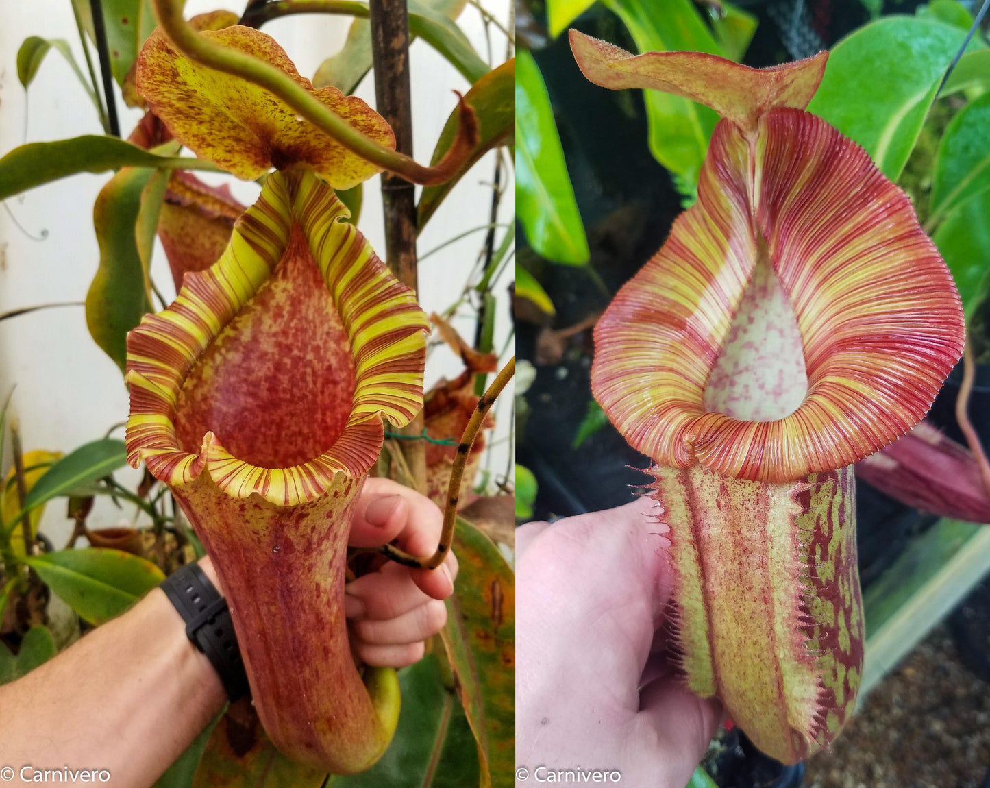 Nepenthes [(lowii x veitchii) x boschiana)] "Red Ruffled" x Redonkulas, CAR-0430