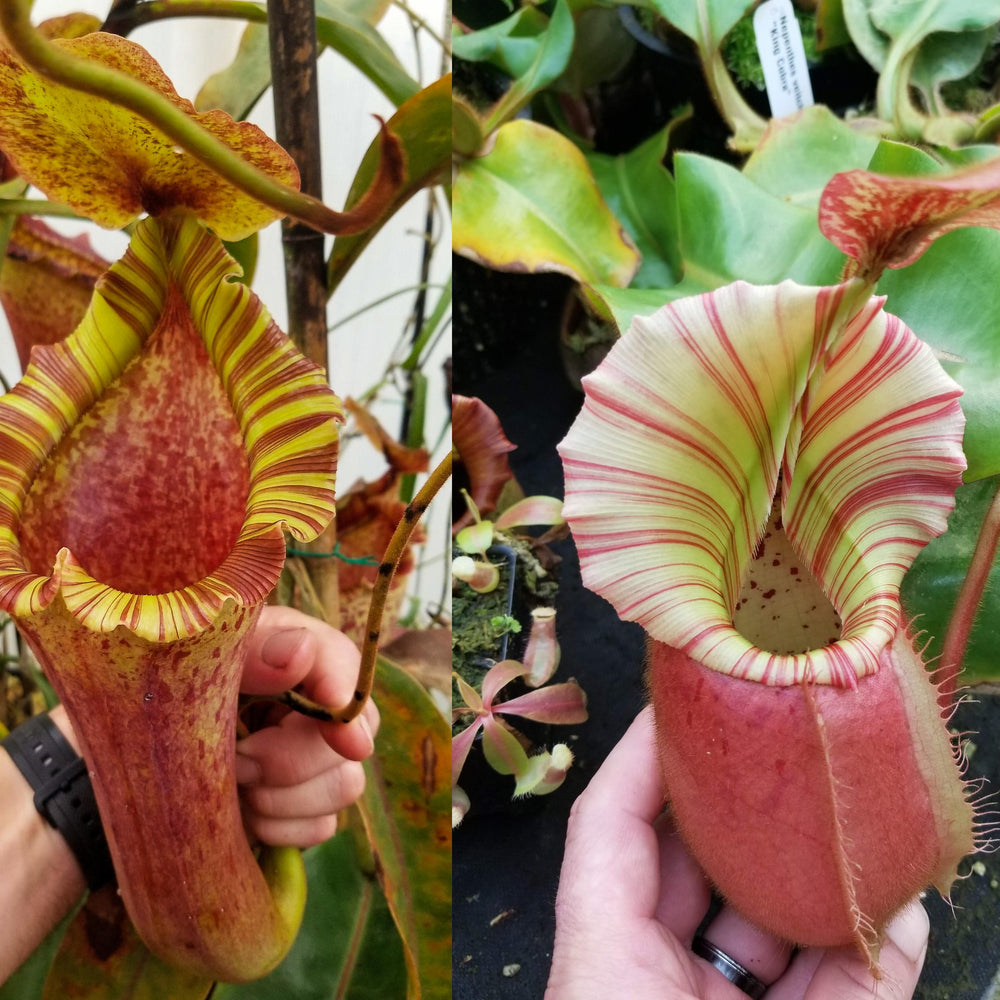 
                      
                        Nepenthes [(lowii x veitchii) x boschiana)] "Red Ruffled" x veitchii "Cobra", CAR-0292 - Exact Plant 01/26/24
                      
                    