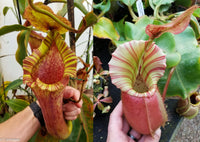 Nepenthes [(lowii x veitchii) x boschiana)] "Red Ruffled" x veitchii "Cobra", CAR-0292 - Exact Plant 01/26/24