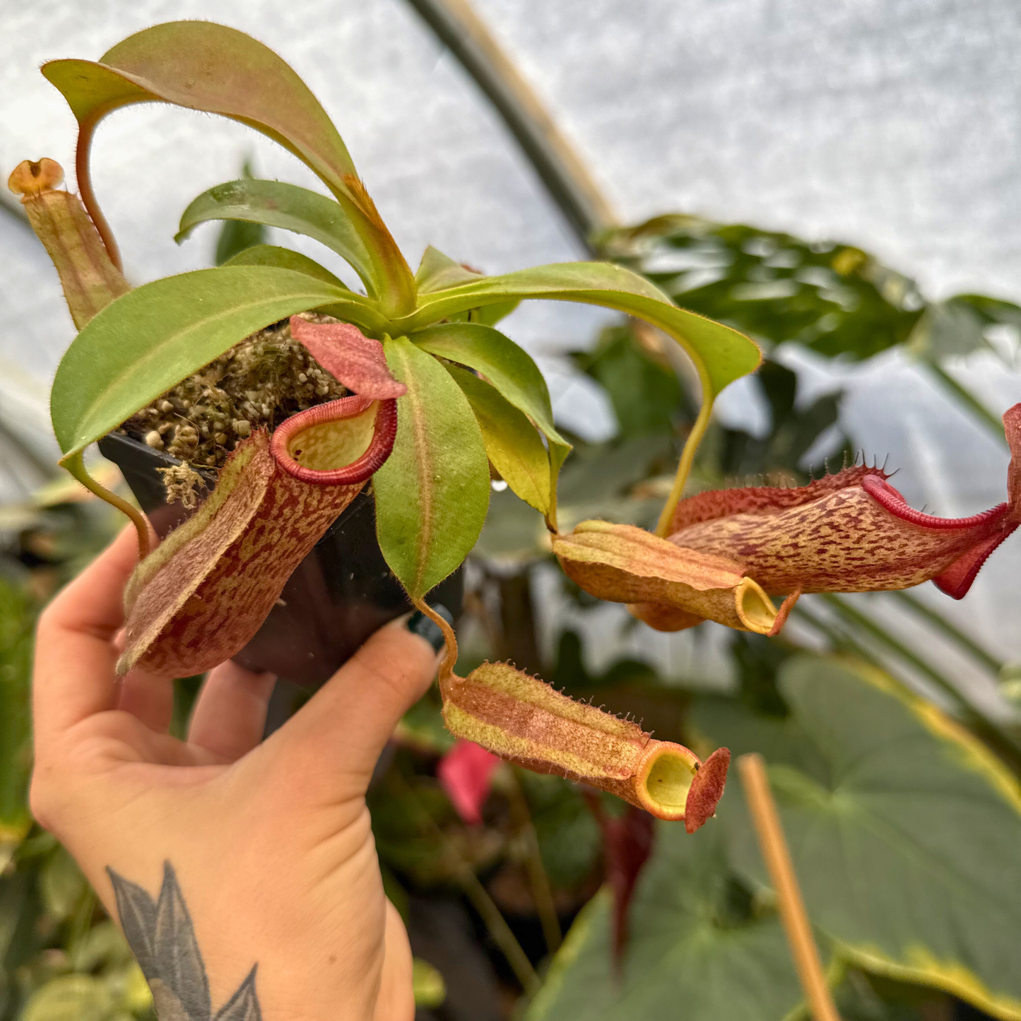 Nepenthes Song of Melancholy x (eymae x veitchii), CAR-0400