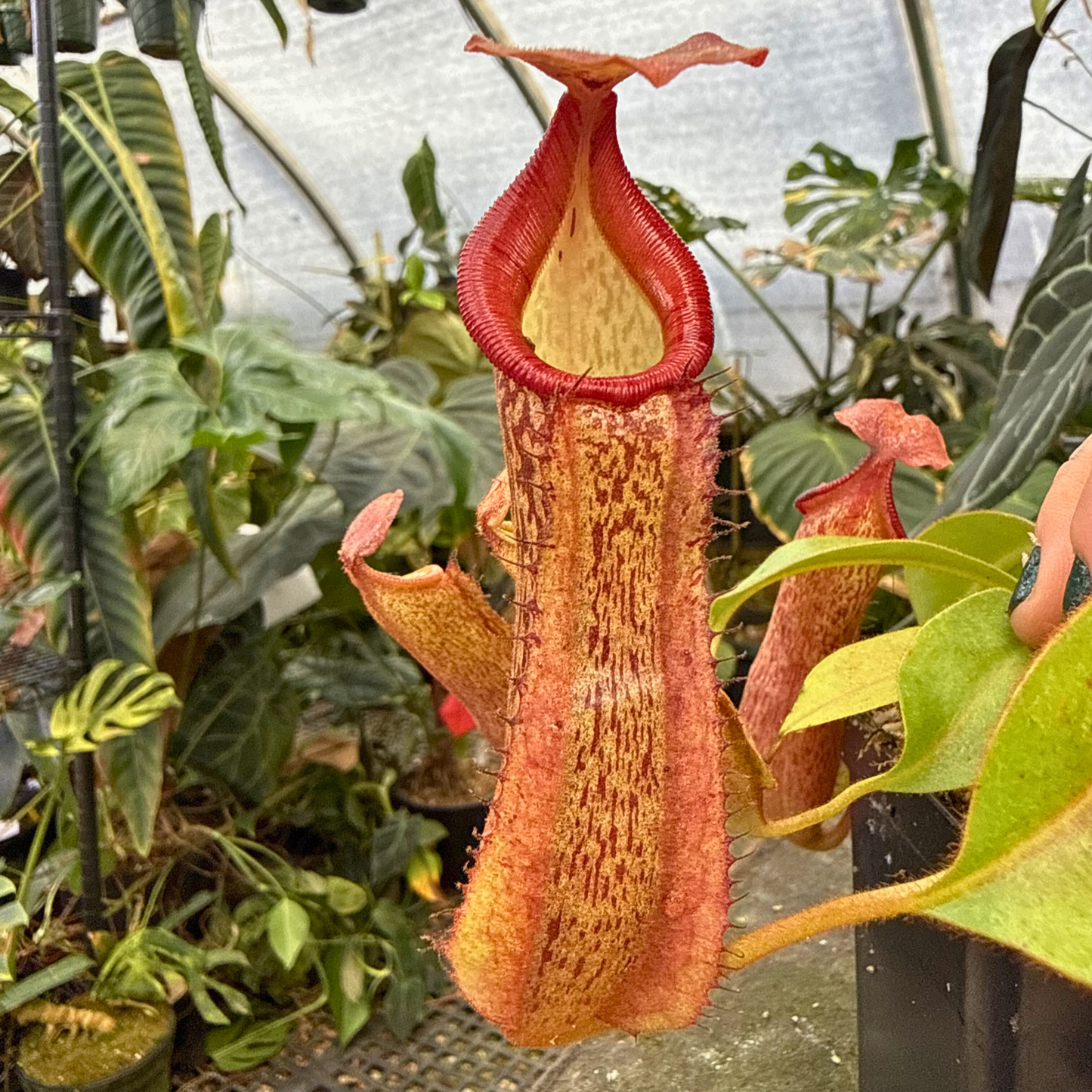 Nepenthes Song of Melancholy x (eymae x veitchii), CAR-0400