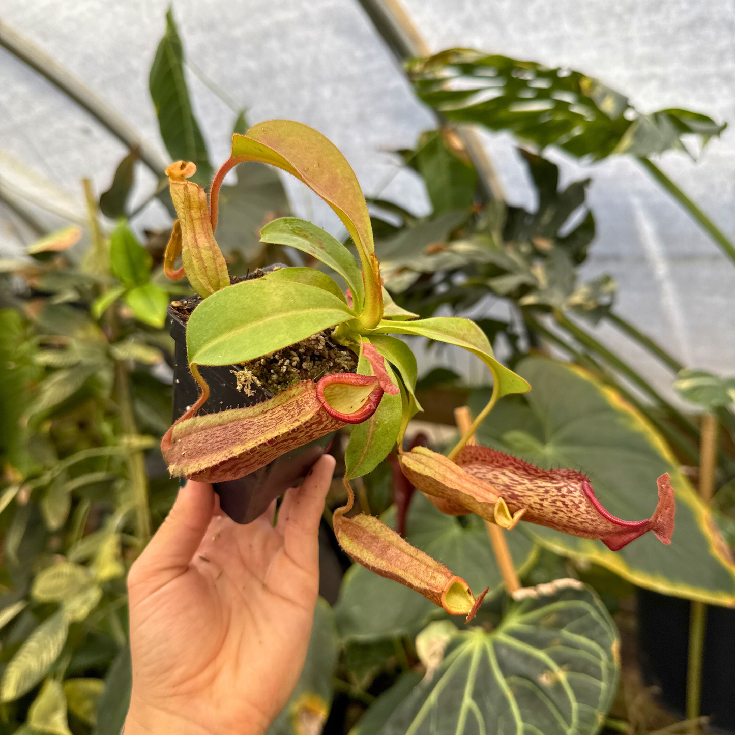 Nepenthes Song of Melancholy x (eymae x veitchii), CAR-0400