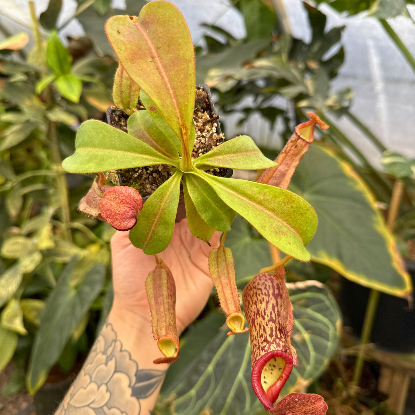 Nepenthes Song of Melancholy x (eymae x veitchii), CAR-0400