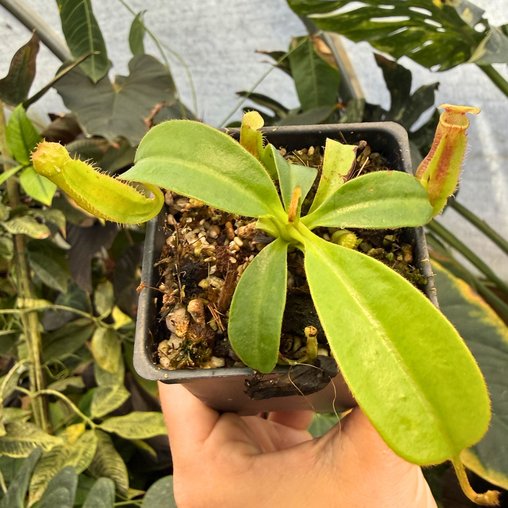 Nepenthes ('Song of Melancholy' x truncata) x 'Trusmadiensis', CAR