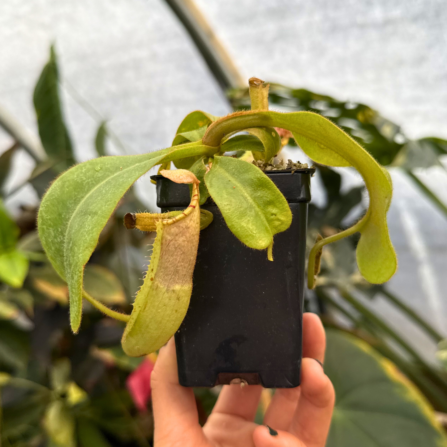Nepenthes ('Song of Melancholy' x truncata) x veitchii Bareo, CAR-0827