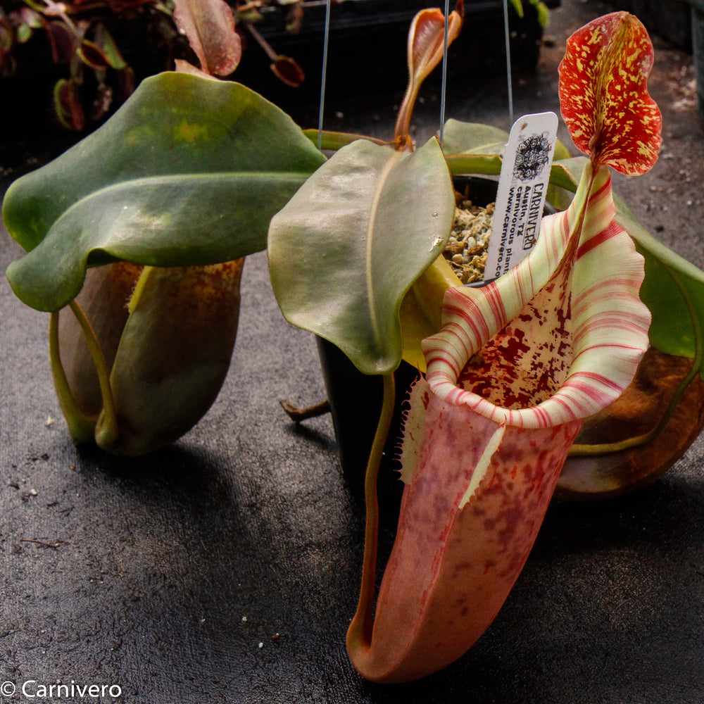 
                      
                        Nepenthes (maxima x campanulata) x veitchii "The Wave", CAR-0070 - Exact Plant 01/26/24
                      
                    