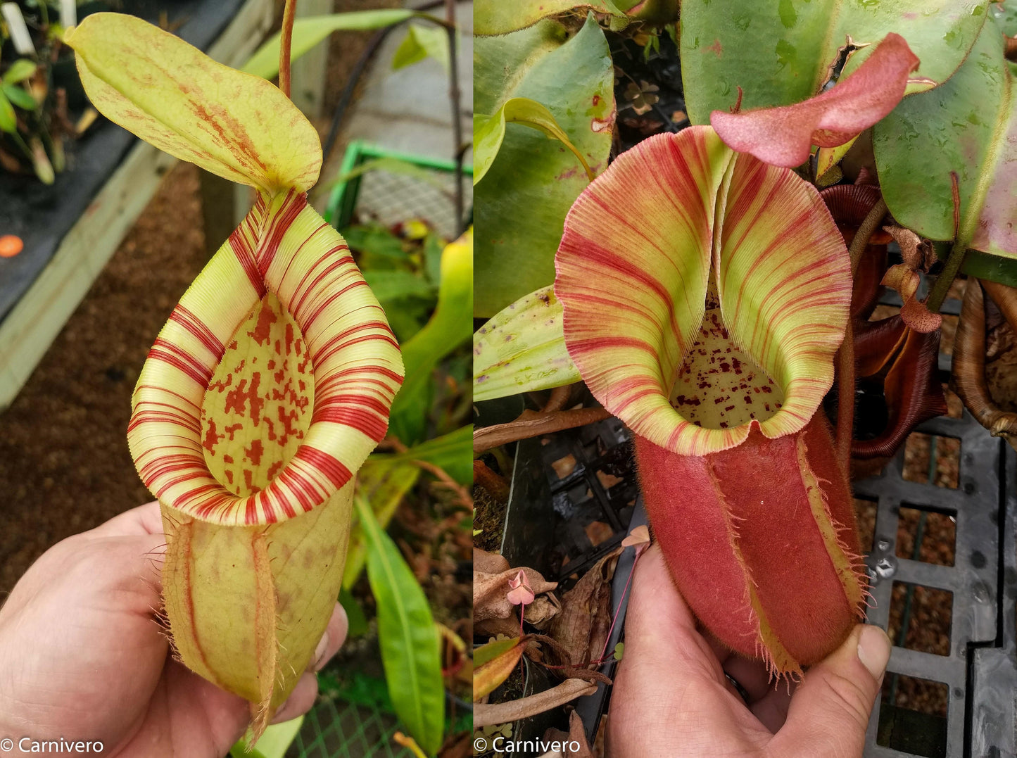 Nepenthes [(Viking x ampullaria) x northiana] x veitchii 'Pink Candy Cane', CAR-0266 - Exact Plant 01/26/24