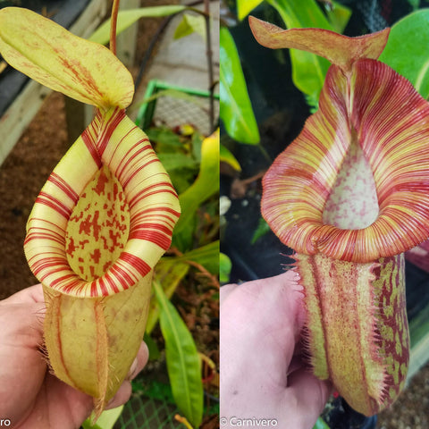 Nepenthes Redonkulas pitcher with pale yellow body and red striped peristome held in a hand