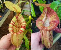 Nepenthes [(Viking x ampullaria) x northiana] x Redonkulas, CAR-0305