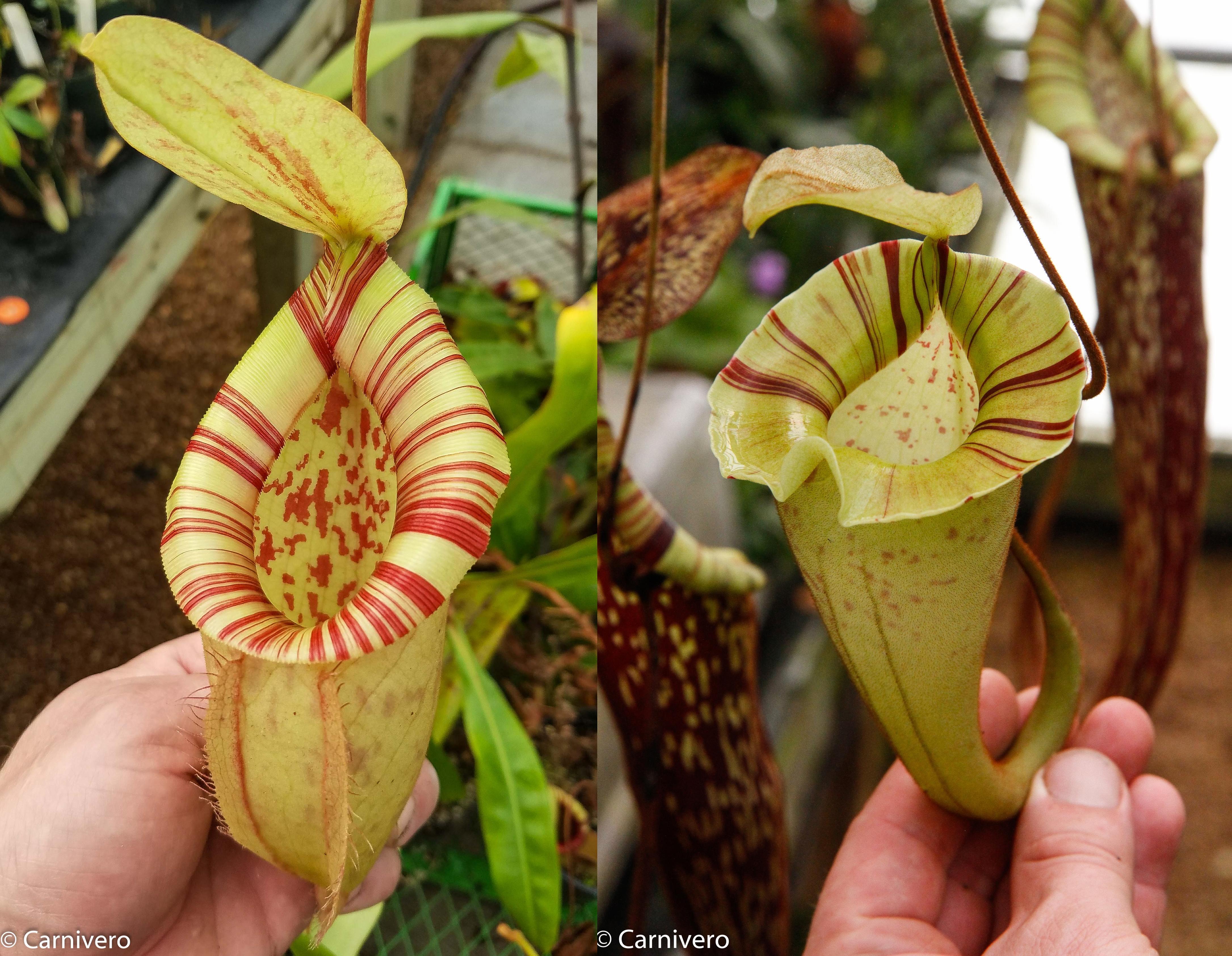 Nepenthes [(viking x ampullaria) x northiana] x platychila, CAR