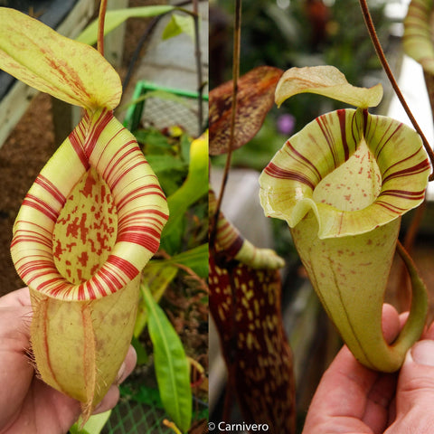 Two views of a Nepenthes hybrid viking ampullaria northiana platychila with pale green pitchers and red striped rims
