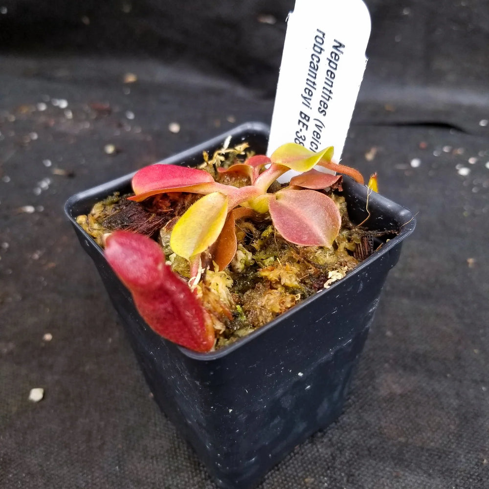 
                      
                        Nepenthes (veitchii x lowii) x robcantleyi, BE-3841
                      
                    