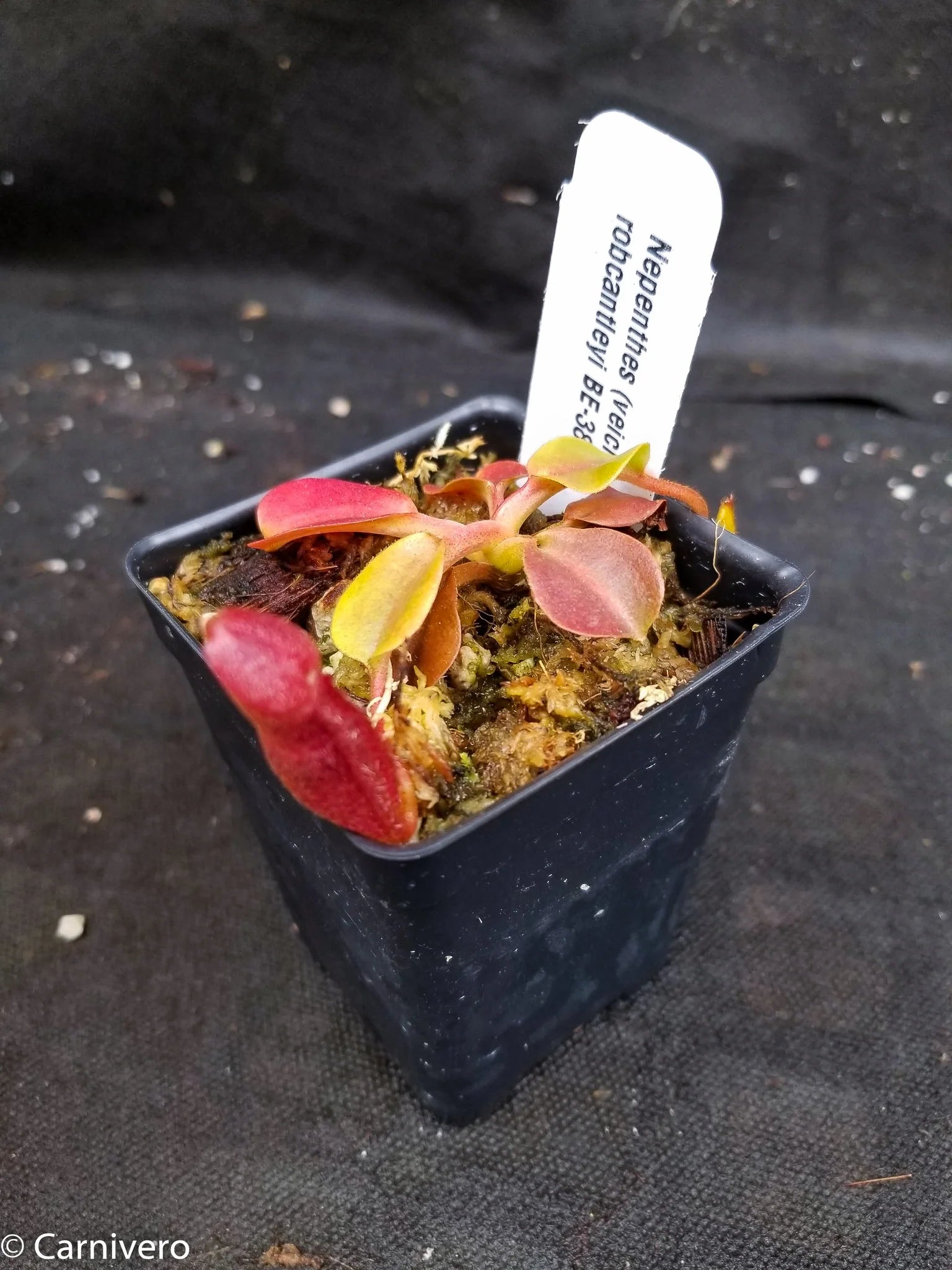 ロナウジーニョ　ボブルヘッド Nepenthes (veitchii x lowii) x robcantleyi, BE-3841 – Carnivero