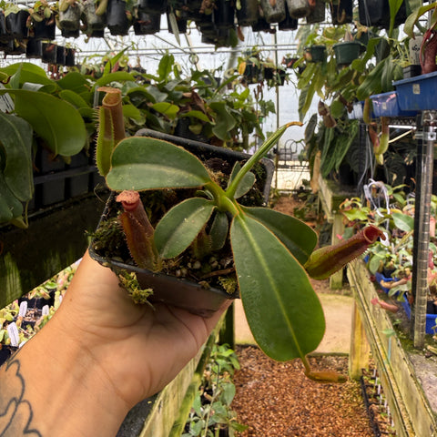 Nepenthes veitchii (Murud x Candy)-Best x edwardsiana CC, CAR-0700