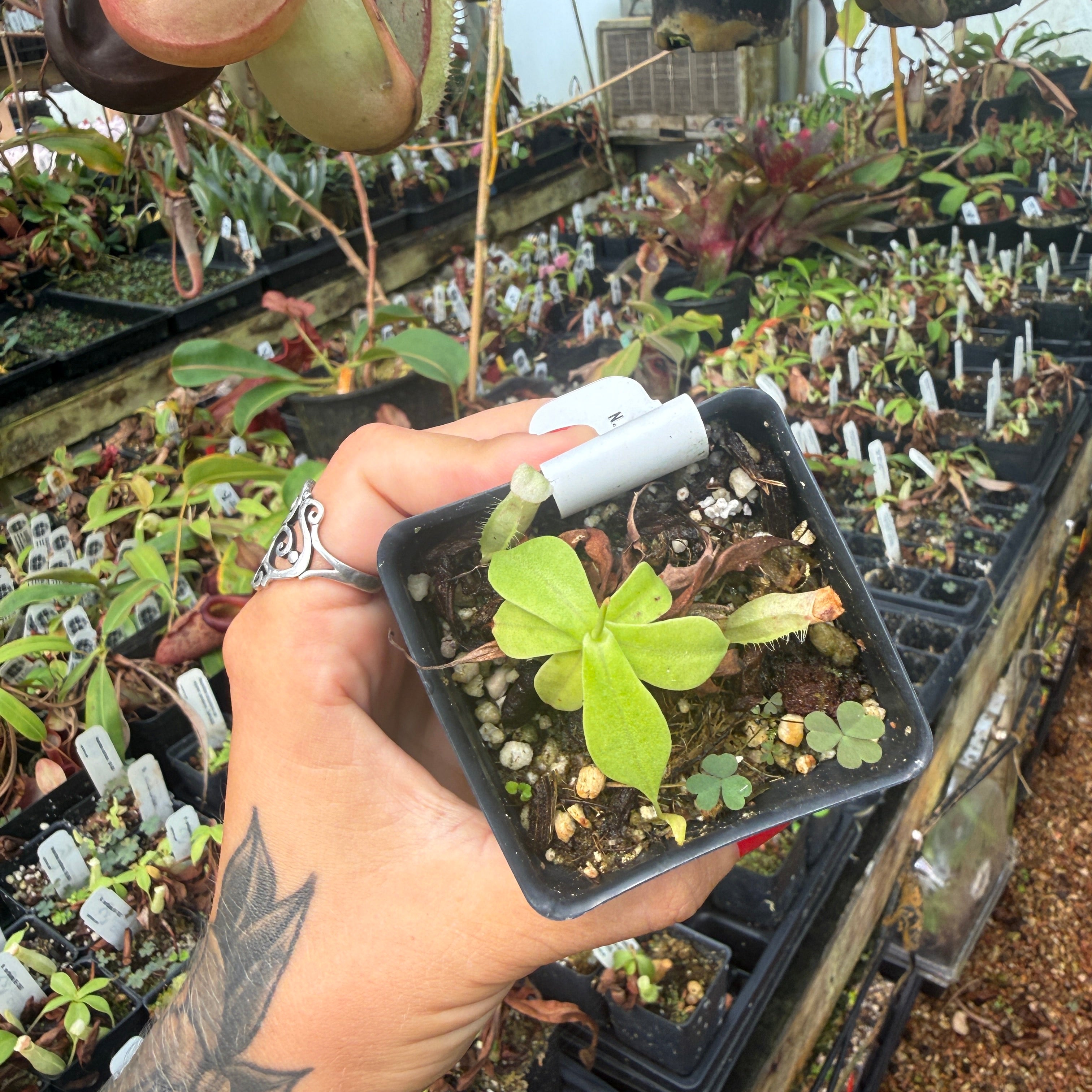 nepia様　w32 Nepenthes northiana – Carnivero