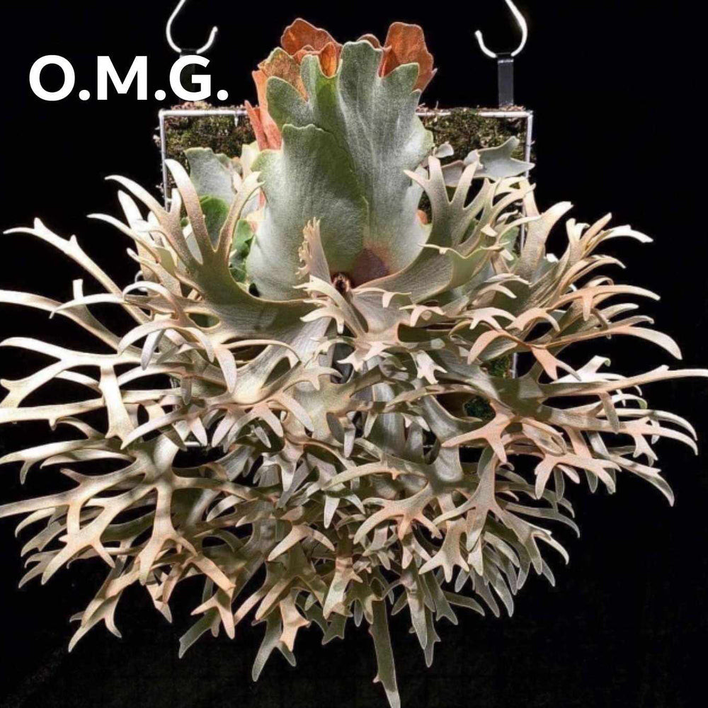 Platycerium willinckii "OMG" Staghorn Fern, Rare Plant