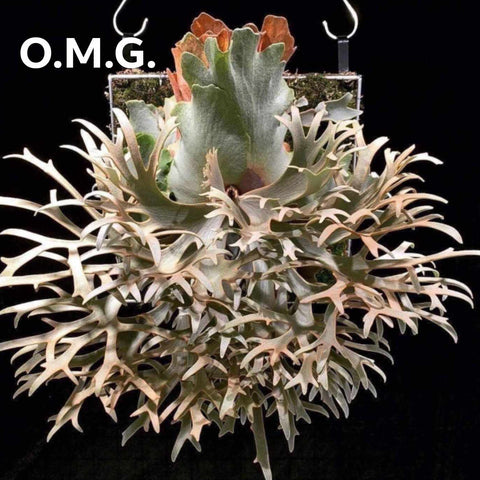 Platycerium willinckii OMG staghorn fern with antler-like fronds against a black background.