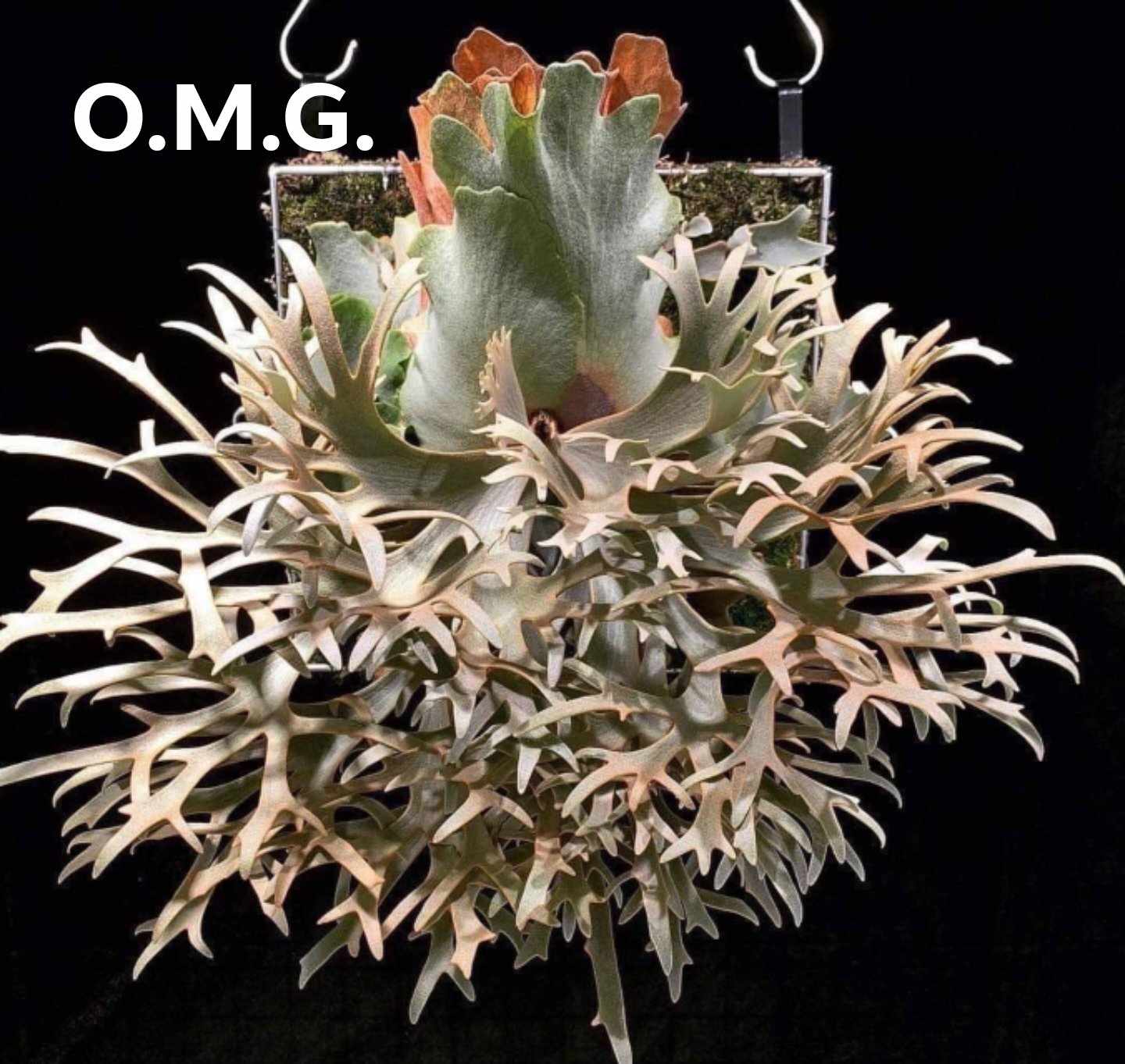 Platycerium willinckii "OMG" Staghorn Fern, Rare Plant